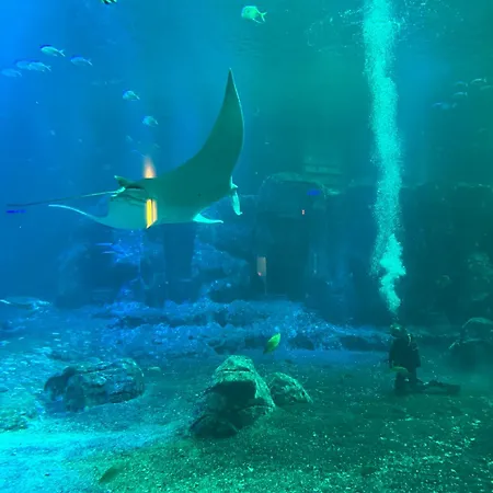 Les Pieds Dans L'eau, Frond De Boulogne-sur-Mer